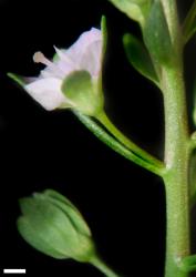 Veronica catenata. Bract, pedicel, and flower in side view. Scale = 1 mm.
 Image: P.J. Garnock-Jones © Te Papa CC-BY-NC 3.0 NZ